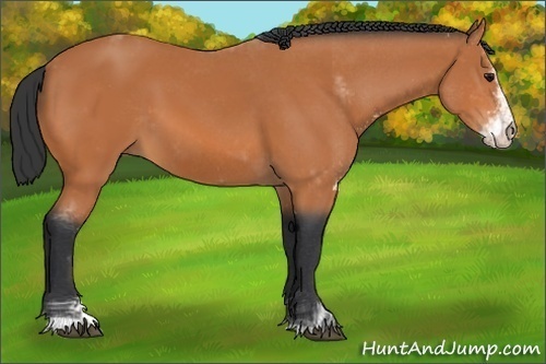 Horse Color:Bay Sabino