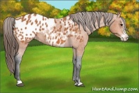 Horse Color:Bay Sabino Blanket 