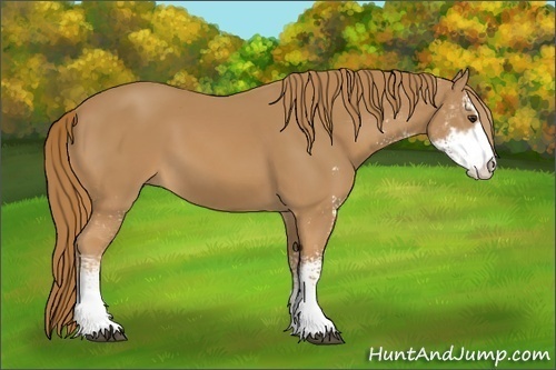 Horse Color: Chestnut Sabino 