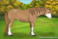 Horse Color:Chestnut Sabino 