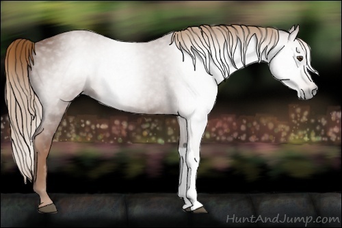 Horse Color:Gray Chestnut 