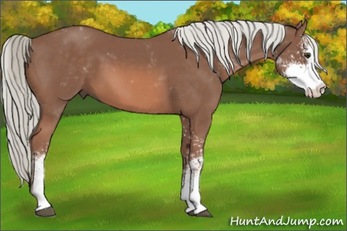 Horse Color: Liver Chestnut Mushroom Sabino 