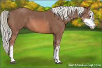 Horse Color:Liver Chestnut Mushroom Sabino 