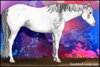 Horse Color:White Spotted Black Splash Snowcap 