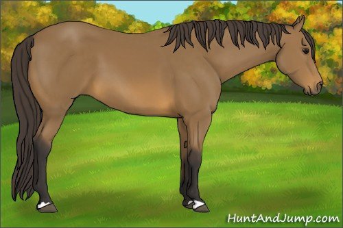 Horse Color: Unknown 