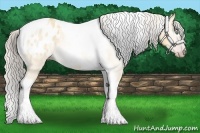 Horse Color:Gray Silver Amber Cream Champagne Roan Dun Splash Tobiano Frame Blanket Rabicano 
