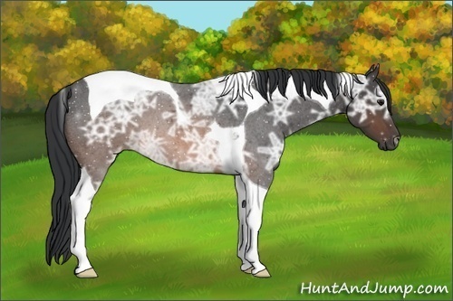 Horse Color: Brown Ice Roan Tobiano 
