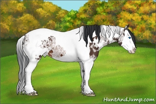 Horse Color: White Spotted Bay Ice Splash Tobiano 