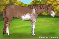 Horse Color:Chestnut Sabino 