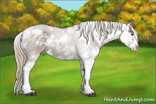 Horse Color: Liver Red Dun Sabino 