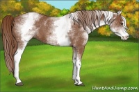 Horse Color:White Spotted Chestnut Sabino 