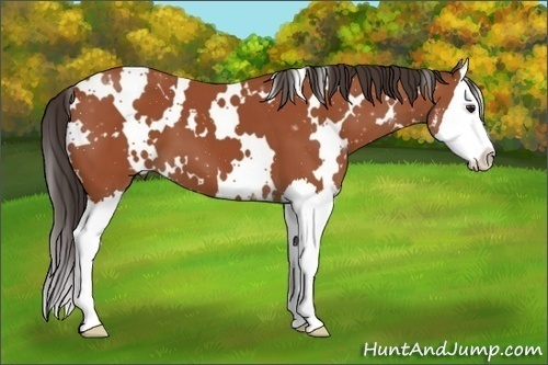 Horse Color: White Spotted Bay Sabino Splash 
