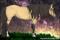 Horse Color:Buckskin Sabino 