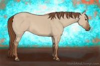 Horse Color:Red Dun 