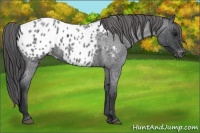 Horse Color:Blue Roan Blanket 