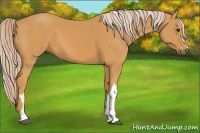 Horse Color:Palomino 