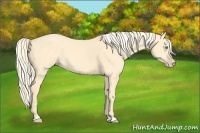 Horse Color:Gold Cream Champagne Dun 