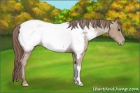 Horse Color:Classic Champagne Snowcap 