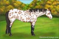 Horse Color:Bay Roan Splash Appaloosa 