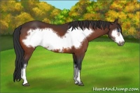 Horse Color:Bay Frame 