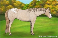 Horse Color:Red Roan Splash Appaloosa 