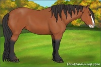 Horse Color:Bay Splash 