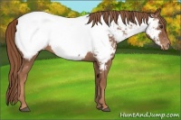 Horse Color:Chestnut Near Fewspot 