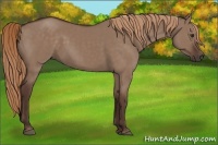 Horse Color:Liver Red Dun