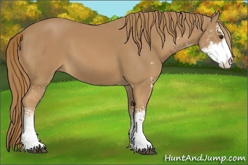 Horse Color: Chestnut Sabino 