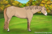 Horse Color:Red Dun Sabino