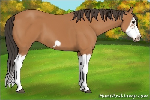 Horse Color: Bay Splash Frame 