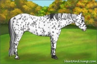 Horse Color:Blue Roan Leopard 