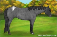 Horse Color:Blue Roan Appaloosa 