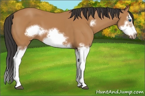 Horse Color: Bay Splash Frame 