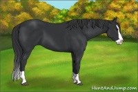Horse Color:Black Splash 