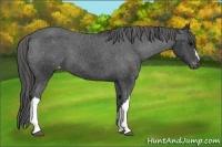Horse Color:Black Snowcap 
