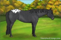 Horse Color:Blue Roan Appaloosa 