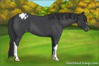 Horse Color:Blue Roan Varnish 