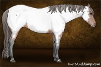 Horse Color:Brown Appaloosa 