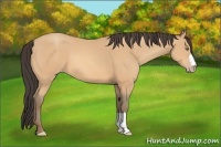 Horse Color:Amber Champagne