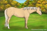 Horse Color:Gold Cream Champagne 