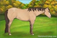 Horse Color:Amber Champagne 