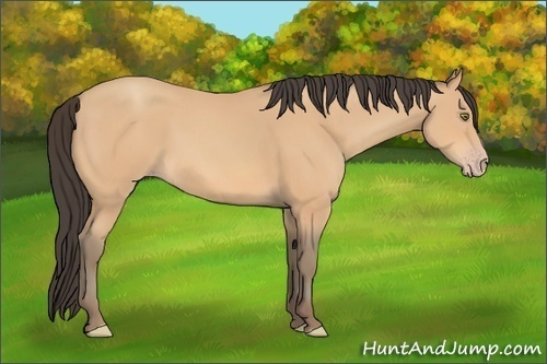 Horse Color: Amber Champagne 