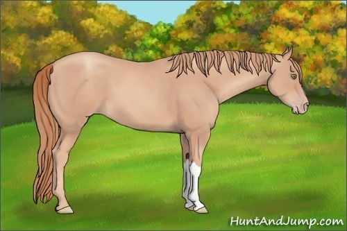 Horse Color: Gold Champagne 