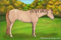 Horse Color:Gold Champagne 