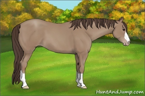 Horse Color: Classic Champagne 