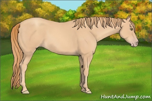 Horse Color: Gold Champagne 