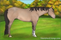 Horse Color:Amber Champagne 