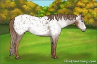 Horse Color:Gray Chestnut Splash Appaloosa 