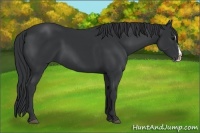 Horse Color:Black Splash 